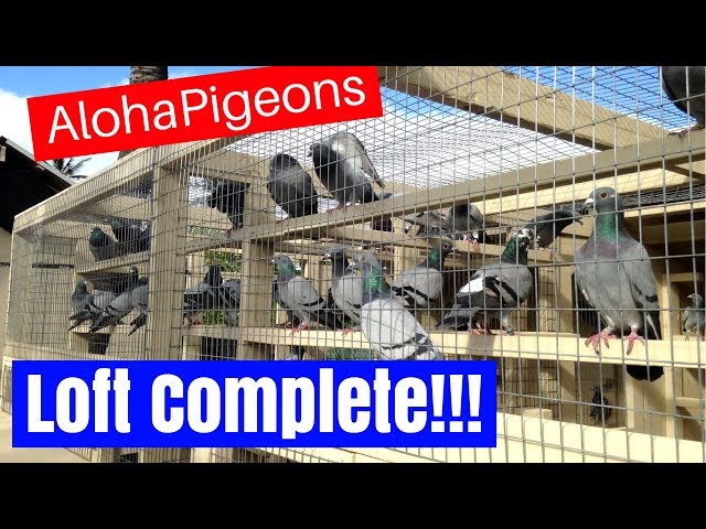 Homing Racing Pigeon Loft Construction Complete!!!