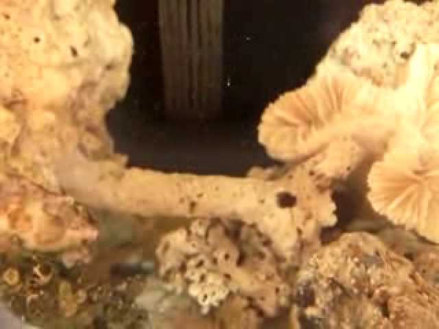 Dumpling / Bobtail Squid Burial