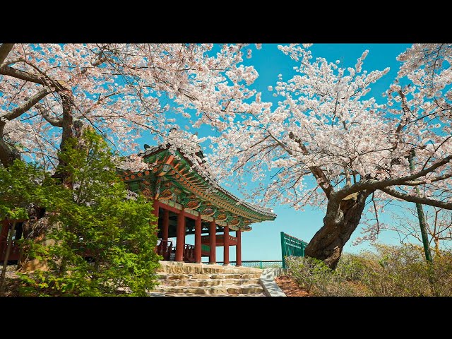 [4K HDR] Exploring Gangwon Province Gyeongpo Lake and Beach in Gangneung Cherry Blossoms Tour Korea