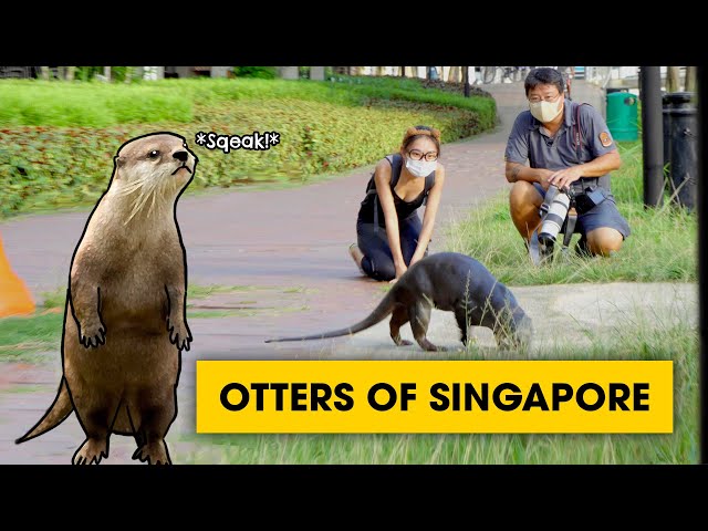 Are there too many otters in Singapore? | Biogirl MJ