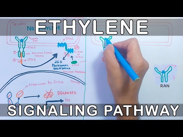 Ethylene Signalling Pathway