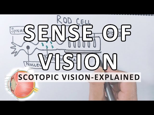 Sense Of Vision | Scotopic Vision Detailed | Photoreceptor Cells