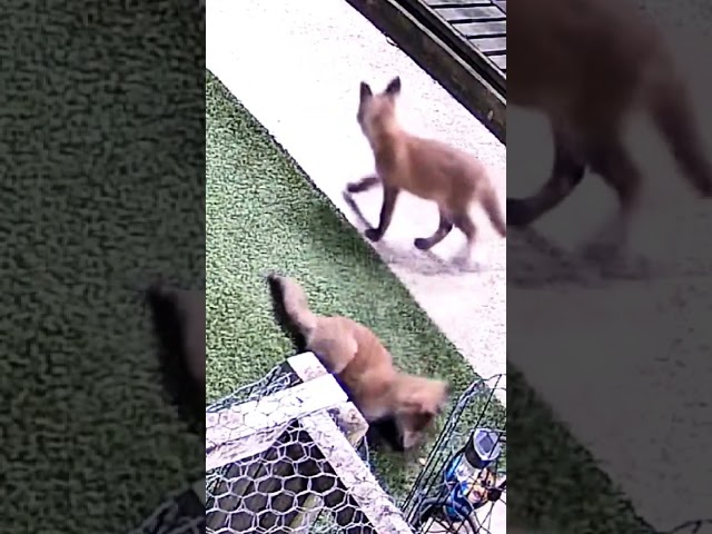 The fox cub and the ball