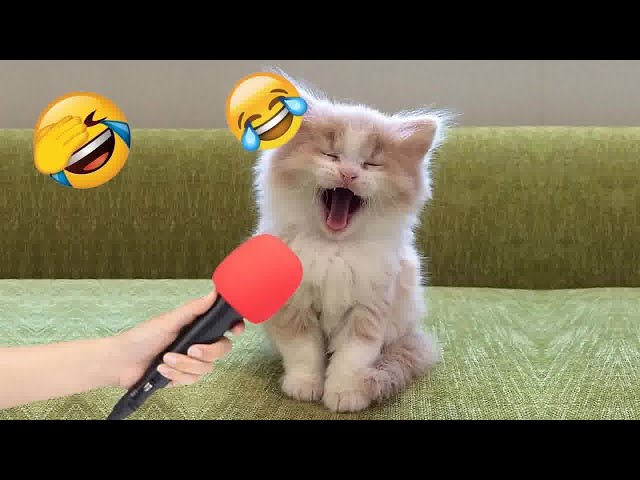 Funny Cat Video Compilation😹World's Funniest Cat Videos😂Funny Cat Videos Try Not To Laugh😺#5