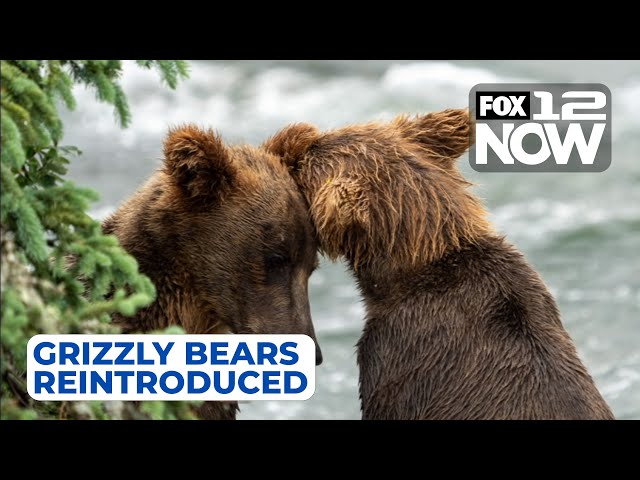LIVE: Grizzly bears being reintroduced to PNW