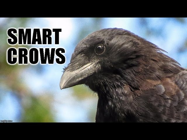 Smart Crows