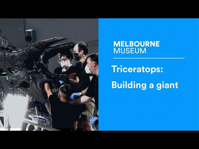 Triceratops: Building a giant