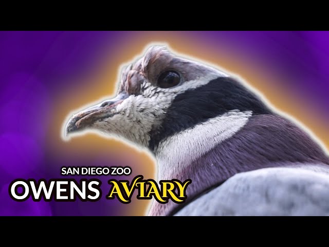San Diego Zoo Owens Aviary and Aviary Trail