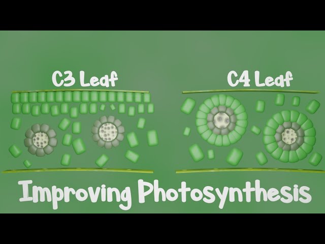 Fixing the Flaw in Photosynthesis