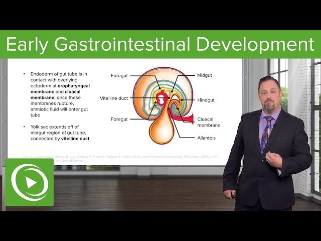 Early Gastrointestinal Development  – Embryology | Lecturio