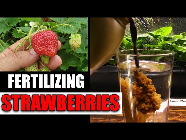 Fertilizing Strawberry Plants Garden Quickie Episode 65