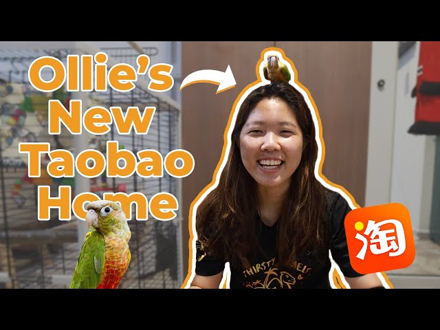 TAOBAO (Bird) HOUSE TOUR | Setup & Review