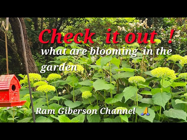 Easy care, beautiful, colorful ,and blooming right now,Ram Giberson Channel  May 2024