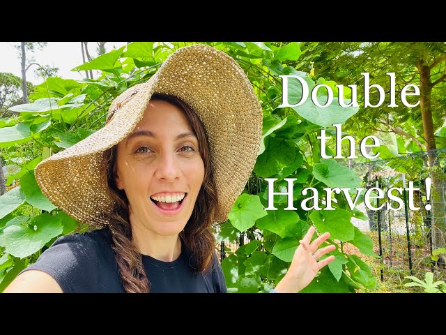 Florida Summer Garden Harvest: Tips to Get the Most Out of Your Vegetables