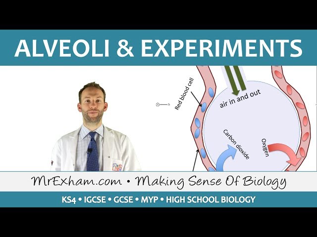 Alveoli and Gas Exchange Investigations - GCSE Biology (9-1)