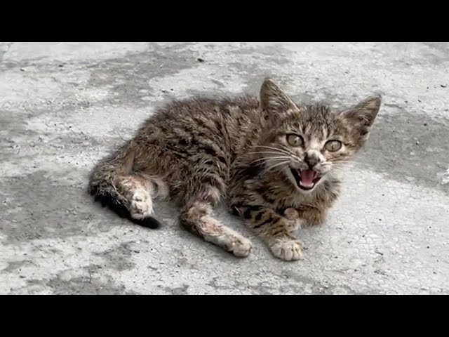 The abandoned stray kitten was especially weak due to illness trying to emit faint cries for help