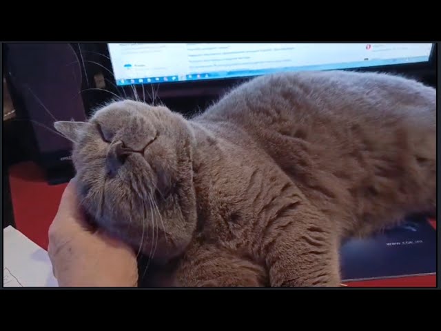 Head Massage for a Cat | Massage de Tête pour un Chat | Simon British Shorthair