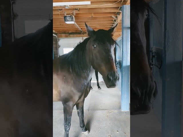 sometimes the two young horses have an opinion about going in the barn