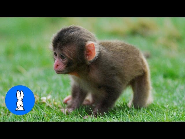 Monkey See Monkey Do! (Baby Edition) - Cutest Compilation