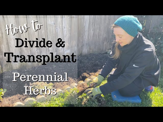 How to Divide Oregano and Marjoram