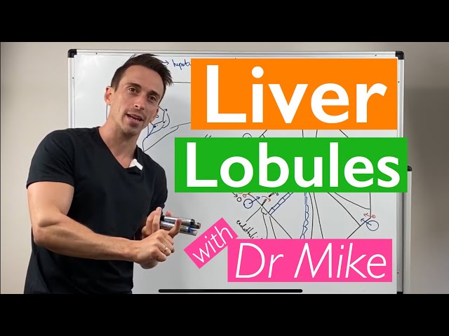 Liver Lobules (Portal Triad)