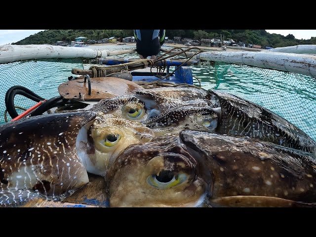 Cuttlefish Hunting | Catch and Sell