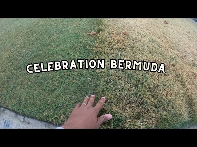 Celebration bermuda still green, dormant bermuda, weird patterns in the lawn