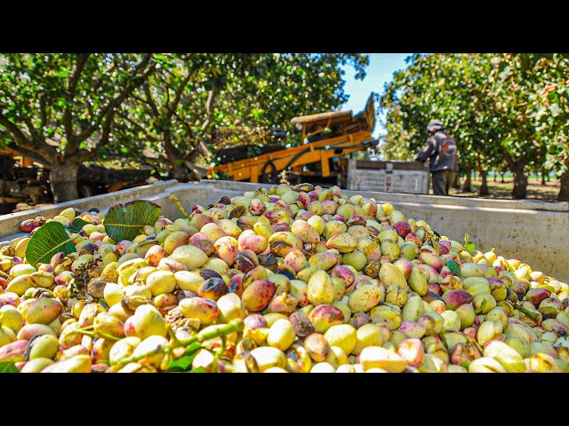 Pistachios Harvesting Process | How To Grow Pistachios | Modern Pistachios Harvesting Machine