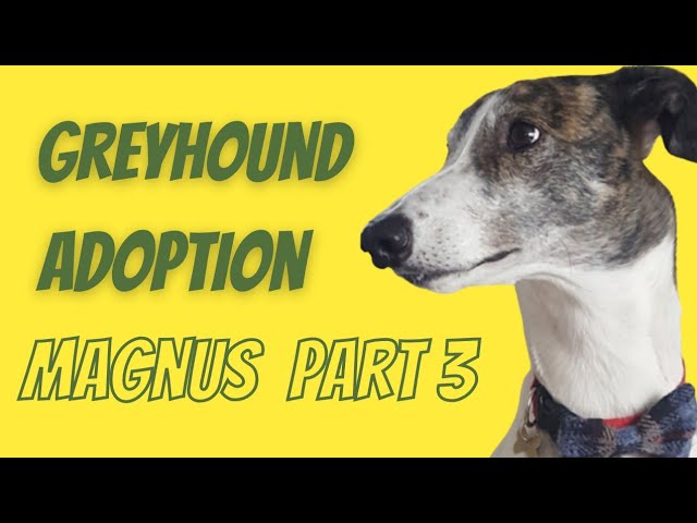 Greyhound adoption -Magnus Part 3