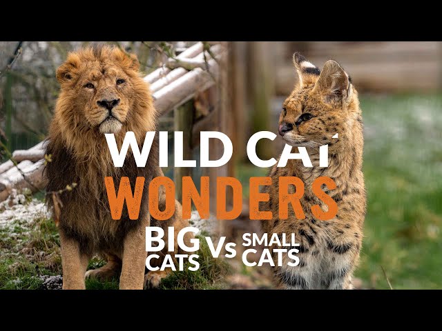 BIG vs SMALL Cats | Wild Cat Wonders | Episode 1