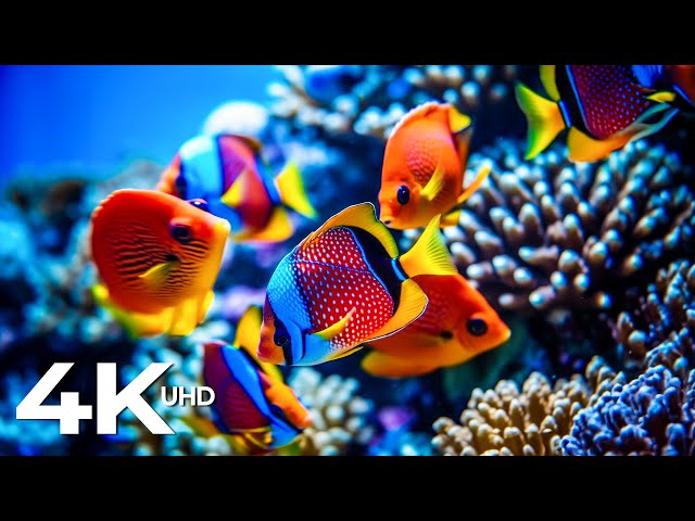 The Ocean 4K - Coral Reefs, Fish & Colorful Sea Life - Music Relieves Anxiety And Stress