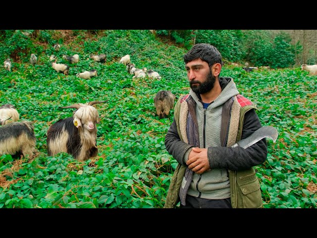 A Winter Day with Goats | Documentary