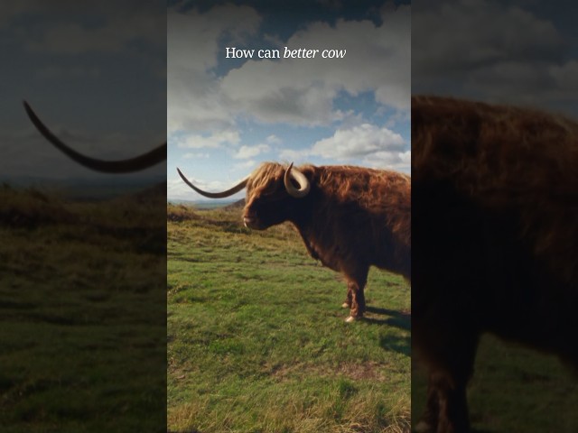 How a “dating app for cows” leads to better grades