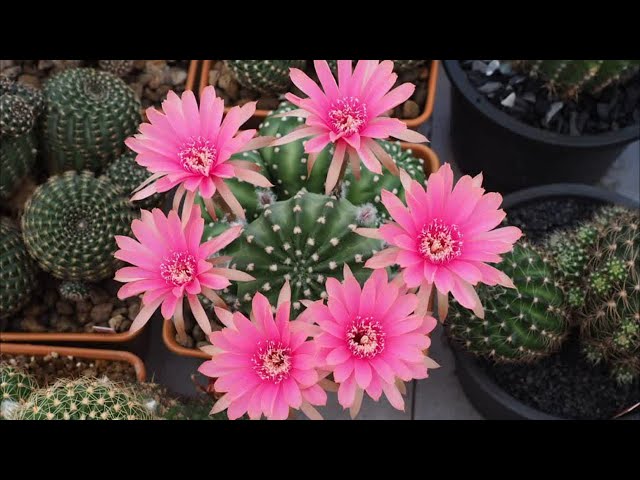 TUTORIAL: HOW TO MAKE A CACTUS BLOOM
