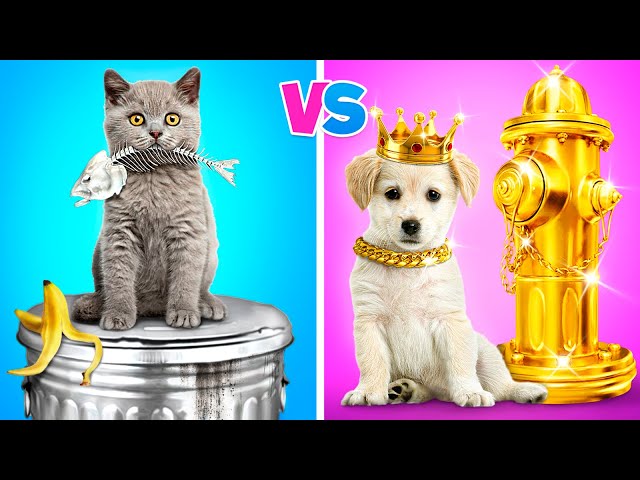 Perro Rico VS Gato Pobre | Mi Perro Dirige un Juego del Calamar