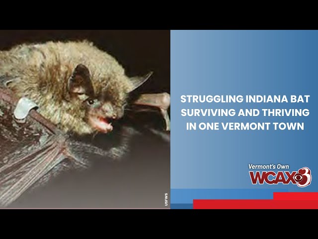 Struggling Indiana bat surviving and thriving in one Vermont town