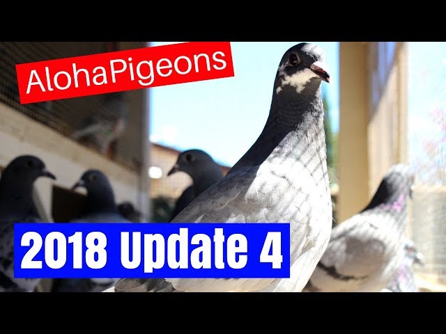 Homing Racing Pigeon 2018 Update 4, Teaching Young Birds To Trap