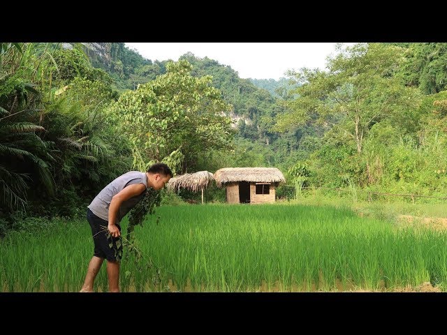 Primitive Skills: Baby fish & Take care of rice fields