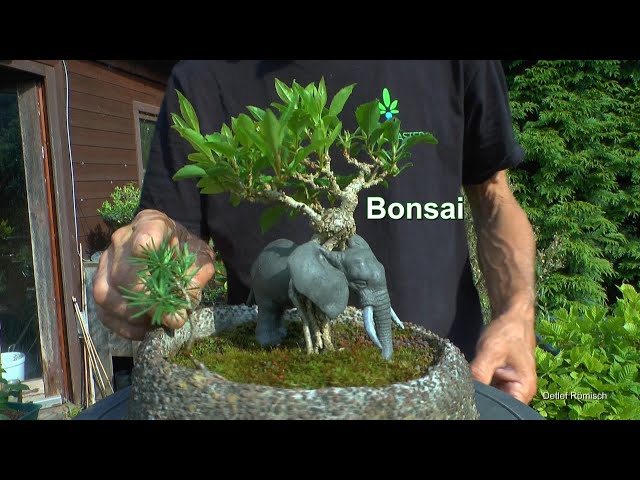 Bonsai Arbeiten mit den kleinen Bäumchen im Garten Mai ist bald vorbei