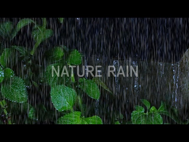 Easy 99% to Sleep with Nature Rain Sounds Get Relax Goodbye Insomnia at Night - Leaf Rain Sounds