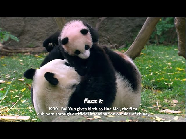 3 Facts About the History of Pandas at San Diego Zoo