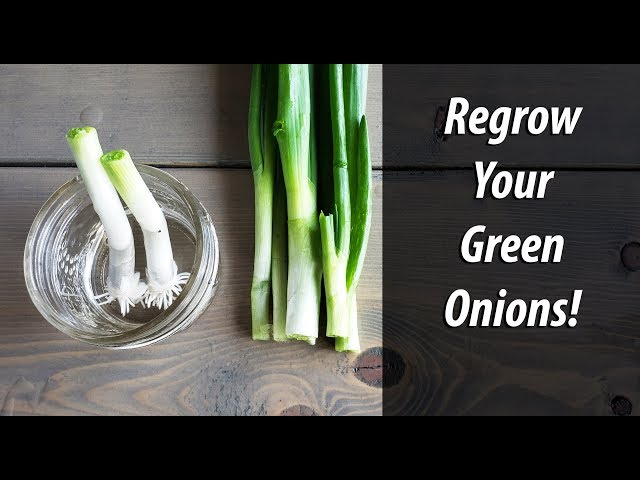 Regrow Green Onions From Green Onions In Water (2019)