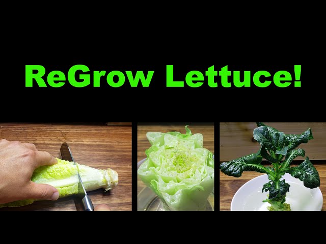 How To Regrow Lettuce From Itself
