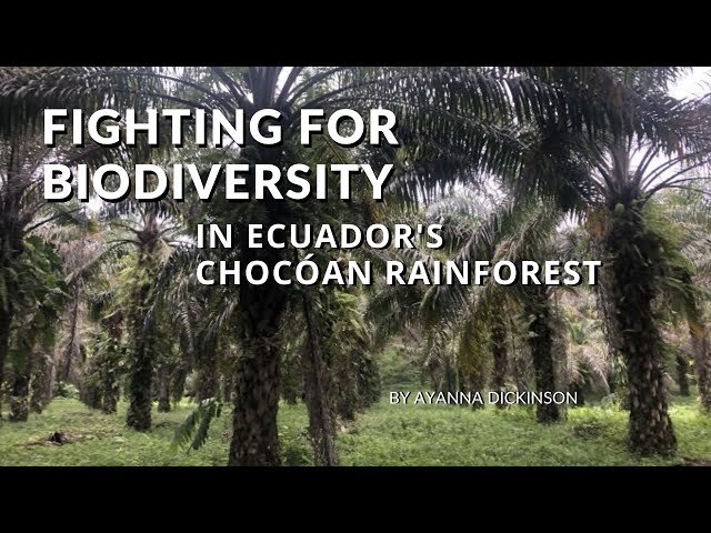 Fighting for Biodiversity in Ecuador's Chocóan Rainforest | Ayanna Dickinson