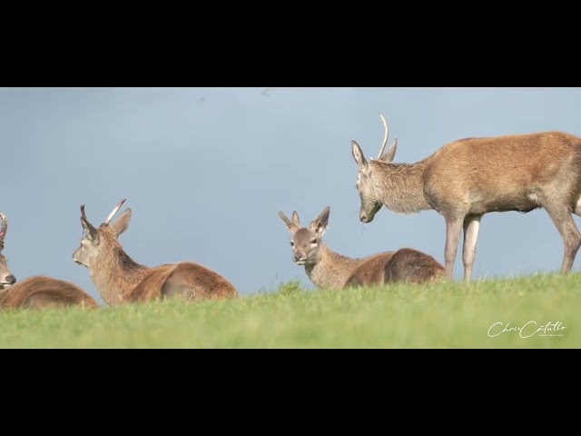 A short film of Exmoor's Majestic Red Deer Stags  in 4k - filmed on Sony ZV-E1 + Sony 200-600 G Lens