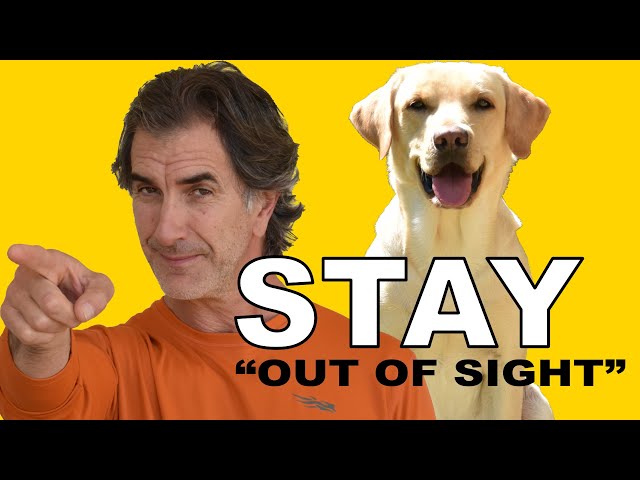 Teach Your DOG to STAY - Out of Your Sight - Dog Obedience Training Video