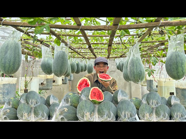 Great Tips For Growing Watermelons Ensuring Triple Yield: Big, Sweet, And Juicy Fruits!