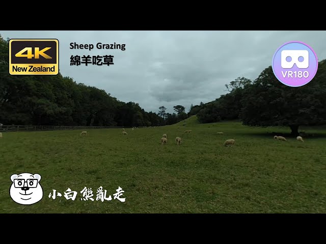 20210408A 4K VR180 Sheep Grazing, Cornwall Park, Auckland