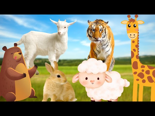 Interesting animals, animal sounds - Cow, dog, sheep, giraffe, rabbit,...