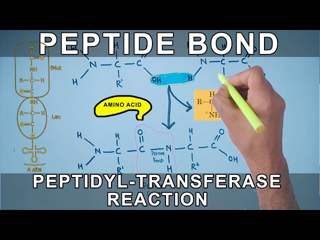 Peptide Bond Formation and Peptidyl Transferase Reaction